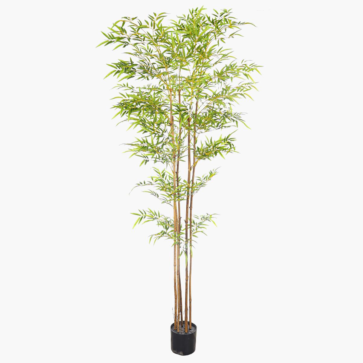Bamboo Plant in Pot - 220 cm