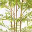 Bamboo Plant in Pot - 220 cm-InfluencerCodes_Ramadan26_All_20012026-image-3