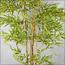 Bamboo Plant in Pot - 220 cm-InfluencerCodes_Ramadan26_All_20012026-image-6