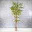 Bamboo Plant in Pot - 220 cm-InfluencerCodes_Ramadan26_All_20012026-image-7