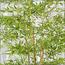 Bamboo Plant in Pot - 220 cm-InfluencerCodes_Ramadan26_All_20012026-image-8
