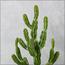 نبات صبار في إناء - 96 سم-InfluencerCodes_Ramadan26_All_20012026-image-3
