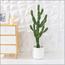 نبات صبار في إناء - 96 سم-InfluencerCodes_Ramadan26_All_20012026-image-1