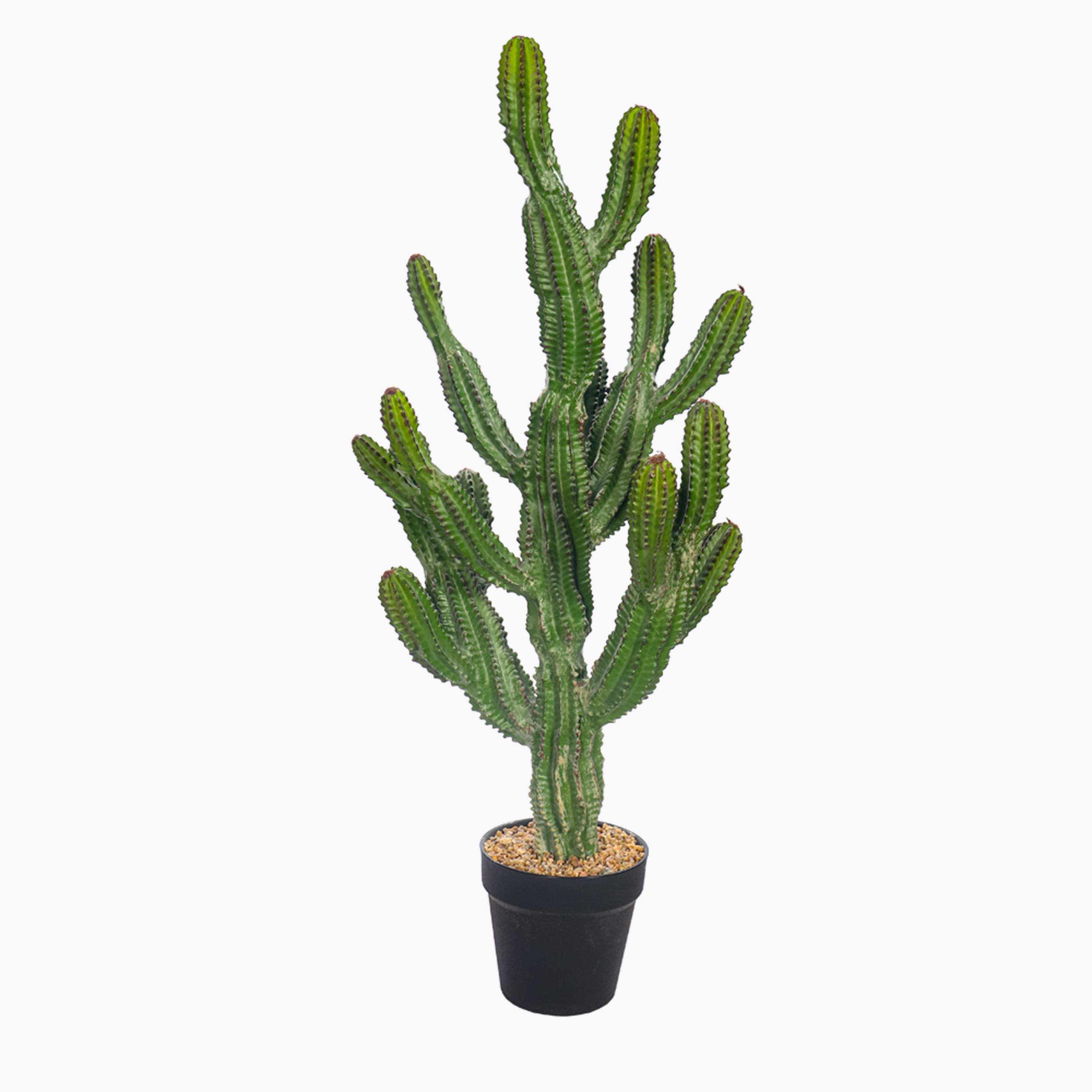 Cactus Plant in Pot - 77 cm