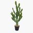 Cactus Plant in Pot - 77 cm-InfluencerCodes_Ramadan26_All_20012026-image-1
