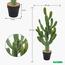 Cactus Plant in Pot - 77 cm-InfluencerCodes_Ramadan26_All_20012026-image-2