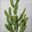 Cactus Plant in Pot - 77 cm-InfluencerCodes_Ramadan26_All_20012026-image-4