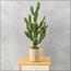 Cactus Plant in Pot - 77 cm-InfluencerCodes_Ramadan26_All_20012026-image-5
