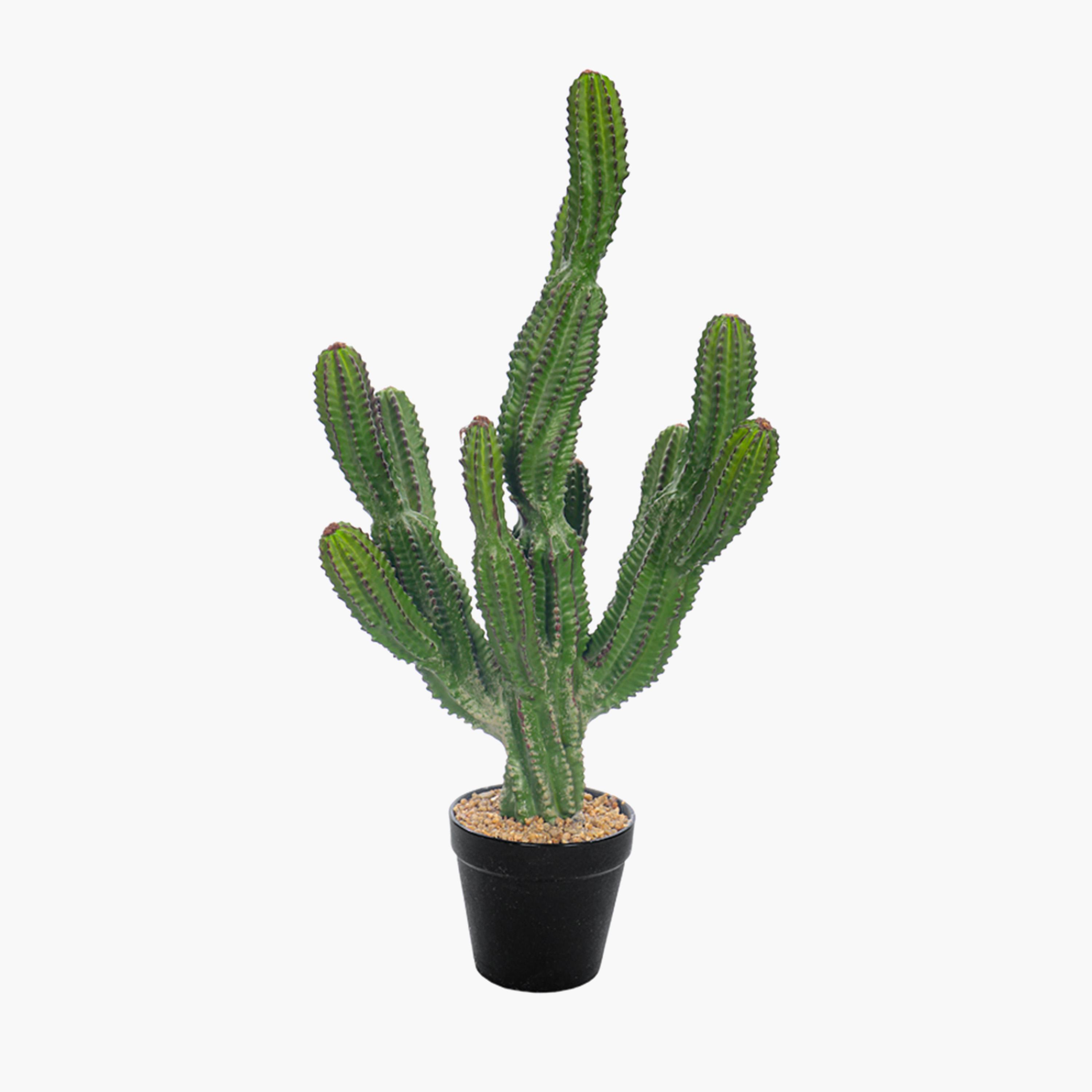 Cactus Plant in Pot - 60 cm