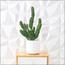 نبات صبار في إناء - 60 سم-InfluencerCodes_Ramadan26_All_20012026-image-1