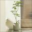 شجرة ميموزا - 200 سم-InfluencerCodes_Ramadan26_All_20012026-image-10