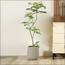 شجرة ميموزا - 200 سم-InfluencerCodes_Ramadan26_All_20012026-image-9