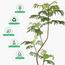 شجرة ميموزا - 200 سم-InfluencerCodes_Ramadan26_All_20012026-image-6