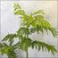 شجرة ميموزا - 200 سم-InfluencerCodes_Ramadan26_All_20012026-image-4