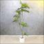شجرة ميموزا - 200 سم-InfluencerCodes_Ramadan26_All_20012026-image-3
