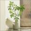 Wisteria Tree - 190 cm-InfluencerCodes_Ramadan26_All_20012026-image-2
