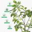 Wisteria Tree - 190 cm-InfluencerCodes_Ramadan26_All_20012026-image-6