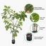 Wisteria Tree - 190 cm-InfluencerCodes_Ramadan26_All_20012026-image-7