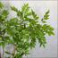 Wisteria Tree - 190 cm-InfluencerCodes_Ramadan26_All_20012026-image-8