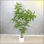 Wisteria Tree - 190 cm-InfluencerCodes_Ramadan26_All_20012026-image-9