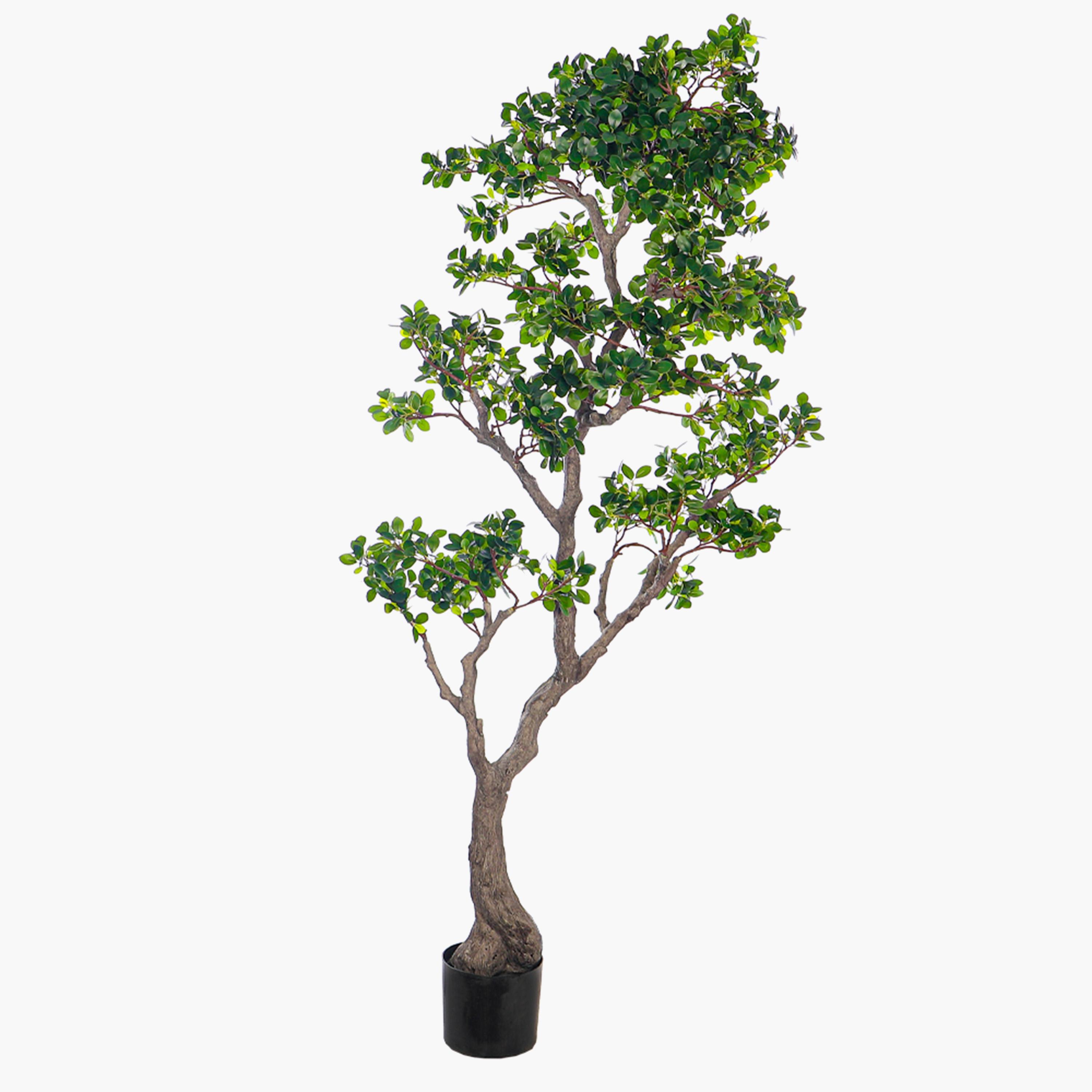 Bonsai Tree - 170 cm