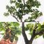 شجرة بونساي - 170 سم-household-gardenandoutdoor-artificialplants-bonsai-image-6