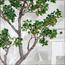 شجرة بونساي - 170 سم-household-gardenandoutdoor-artificialplants-bonsai-image-2