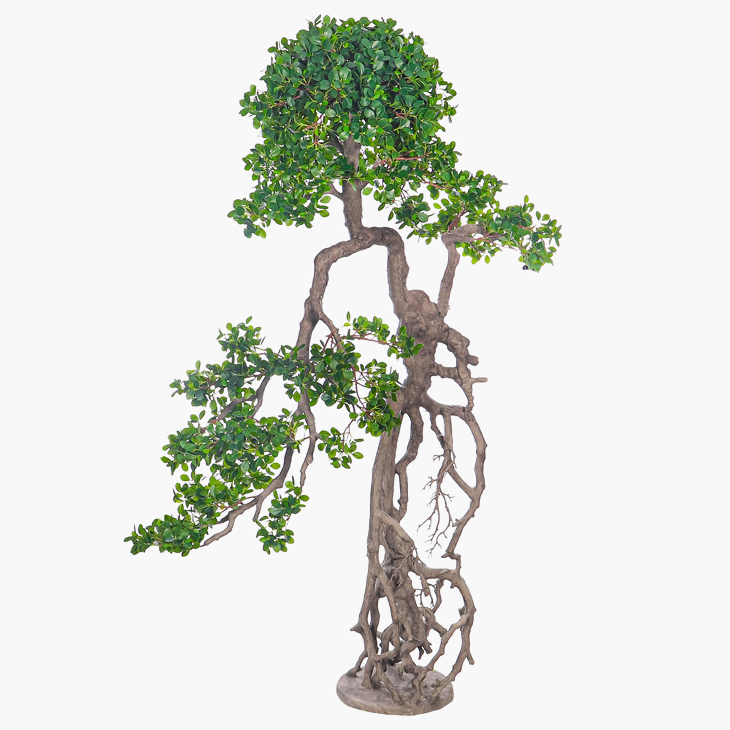 Bonsai Tree - 200 cm
