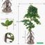 شجرة بونساي - 170 سم-household-gardenandoutdoor-artificialplants-bonsai-image-8