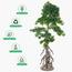 شجرة بونساي - 170 سم-household-gardenandoutdoor-artificialplants-bonsai-image-6