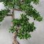شجرة بونساي - 170 سم-household-gardenandoutdoor-artificialplants-bonsai-image-4