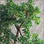 شجرة بونساي - 180 سم-household-gardenandoutdoor-artificialplants-bonsai-image-1