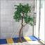 شجرة بونساي - 180 سم-household-gardenandoutdoor-artificialplants-bonsai-image-9