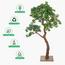شجرة بونساي - 180 سم-household-gardenandoutdoor-artificialplants-bonsai-image-6