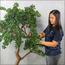 شجرة بونساي - 180 سم-household-gardenandoutdoor-artificialplants-bonsai-image-4