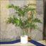 شجرة النخيل - 140 سم-InfluencerCodes_Ramadan26_All_20012026-image-2