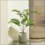 شجرة النخيل - 140 سم-InfluencerCodes_Ramadan26_All_20012026-image-10