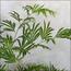 شجرة النخيل - 140 سم-InfluencerCodes_Ramadan26_All_20012026-image-4