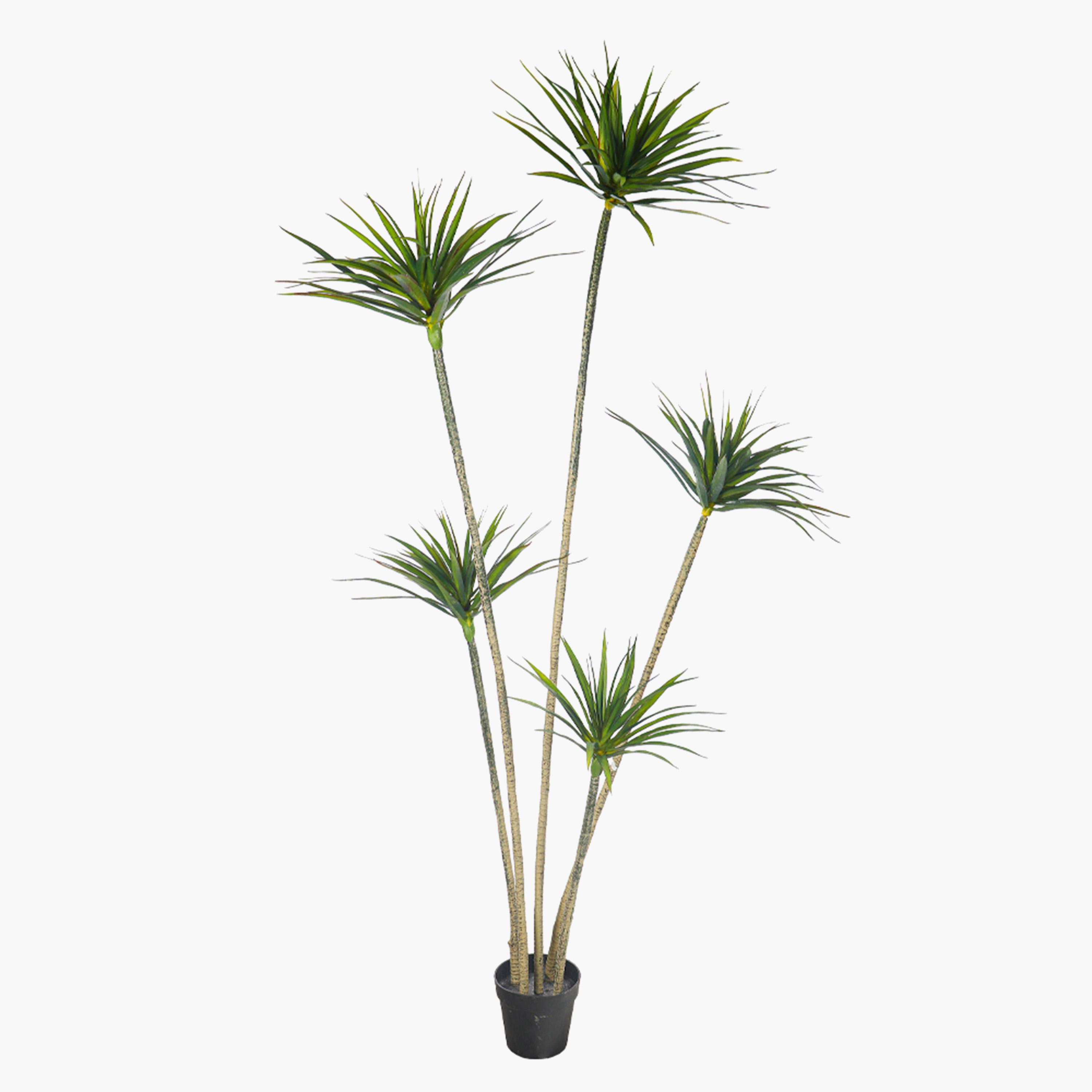 Dracaena Tree - 210 cm