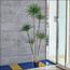شجرة الدراسينا - 210 سم-InfluencerCodes_Ramadan26_All_20012026-image-2