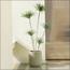 شجرة الدراسينا - 210 سم-InfluencerCodes_Ramadan26_All_20012026-image-10