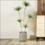 شجرة الدراسينا - 210 سم-InfluencerCodes_Ramadan26_All_20012026-image-9