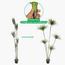 شجرة الدراسينا - 210 سم-InfluencerCodes_Ramadan26_All_20012026-image-7