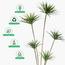 شجرة الدراسينا - 210 سم-InfluencerCodes_Ramadan26_All_20012026-image-6
