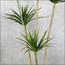 شجرة الدراسينا - 210 سم-InfluencerCodes_Ramadan26_All_20012026-image-4