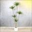 شجرة الدراسينا - 210 سم-InfluencerCodes_Ramadan26_All_20012026-image-3
