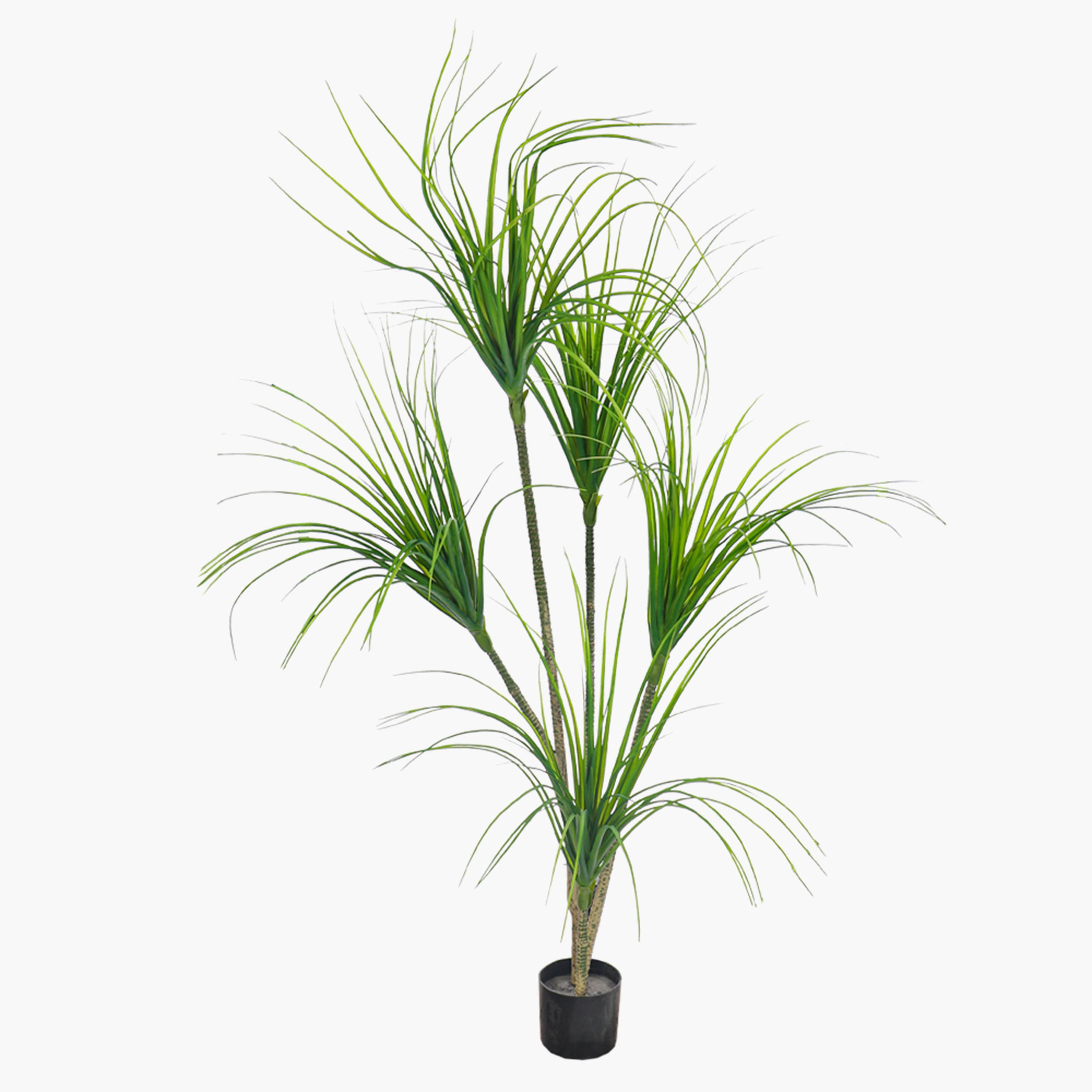Grass Plant in Pot - 170 cm