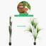 نبتة عشبية في إناء - 170 سم-InfluencerCodes_Ramadan26_All_20012026-image-7