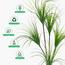 نبتة عشبية في إناء - 170 سم-InfluencerCodes_Ramadan26_All_20012026-image-6