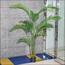 Areca Palm Tree - 180 cm-InfluencerCodes_Ramadan26_All_20012026-image-10